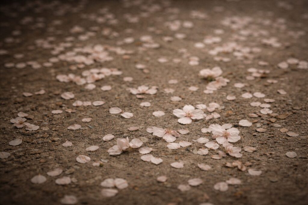 地面に静かに散った桜の花びら