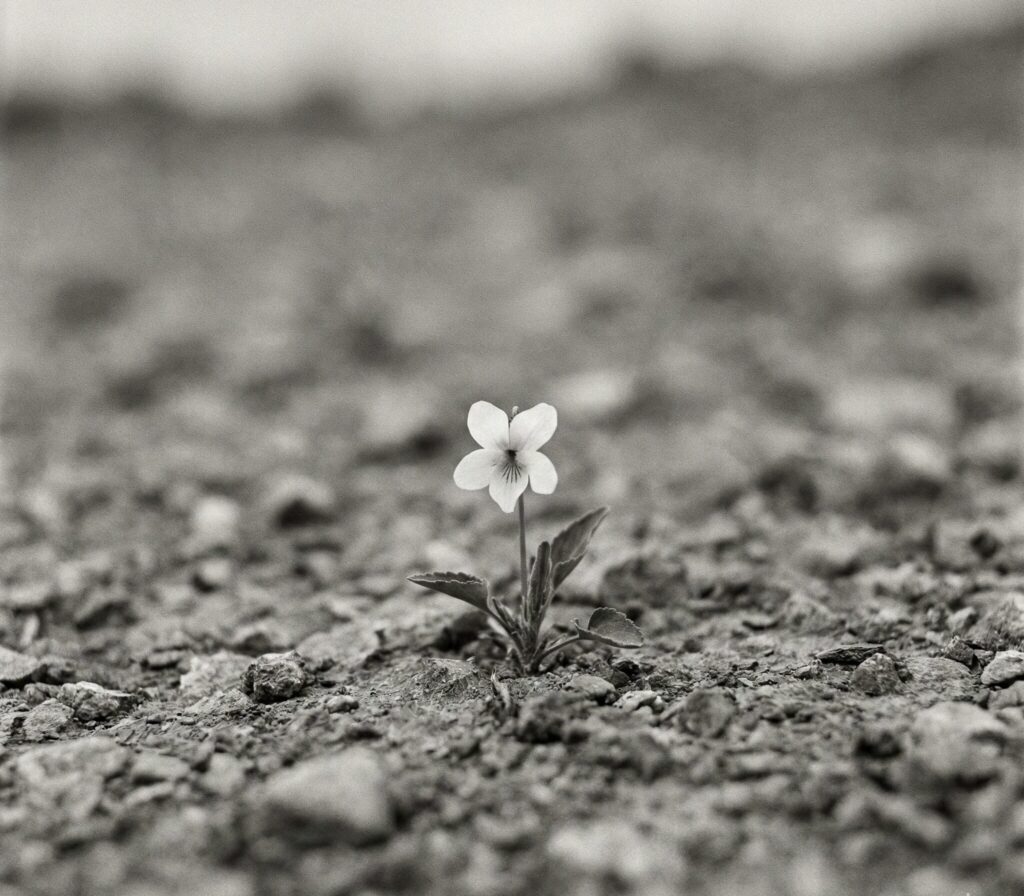 荒れた地面に一輪だけ咲く白い小さな花